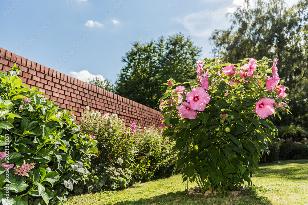 Fototapeta premium Hibiskus im Garten