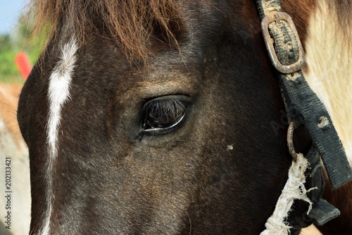 Close up of black horse eye  