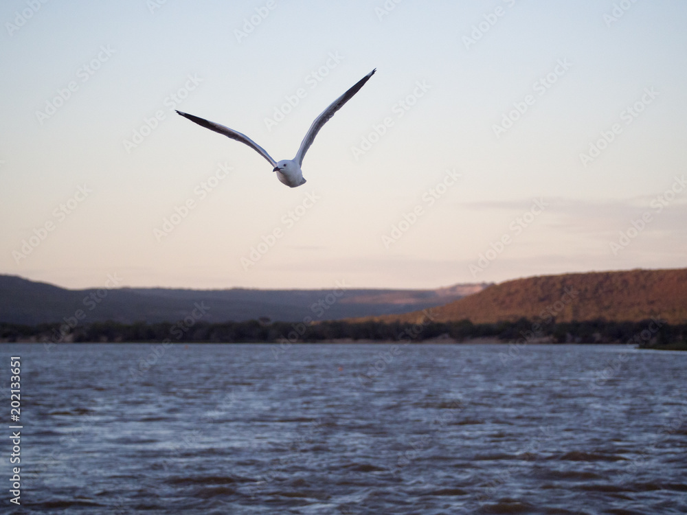 Fototapeta premium Sea gull flying with Murchison River in the background, Kalbarri, Western Australia
