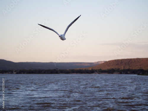 Sea gull flying with Murchison River in the background, Kalbarri, Western Australia