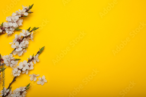 Flowering apricot branches on a blue background. Copy space for text.