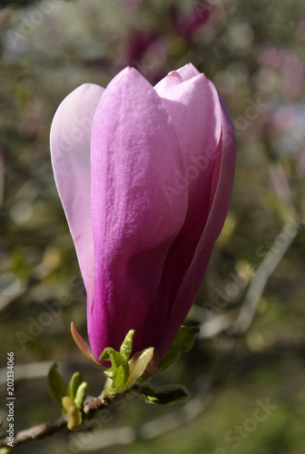 Magnolia soulangeana bud in Gryshko National botanical garden in Kyiv, Ukraine photo