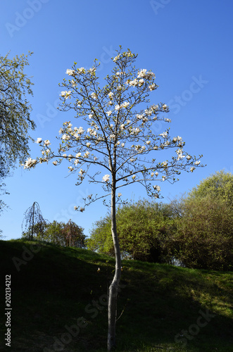 Magnolia obovata tree in Gryshko National botanical garden in Kyiv, Ukraine photo