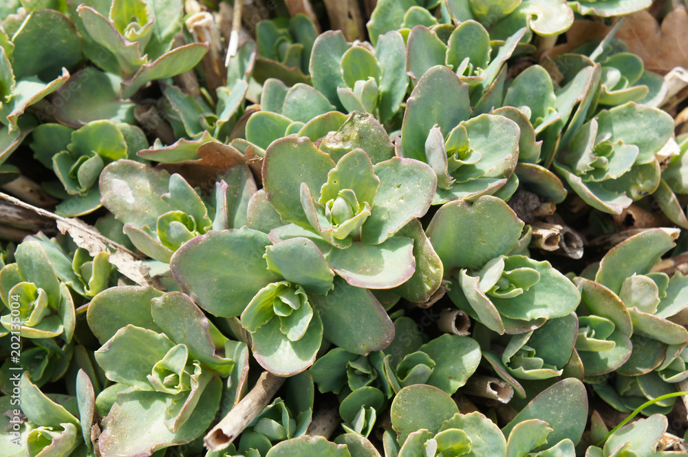 Sedum ewersii green succulent plant Sedum ewersii green succulent plant