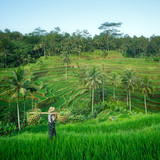 Bali rizière en terrasse, Ubud, Bali