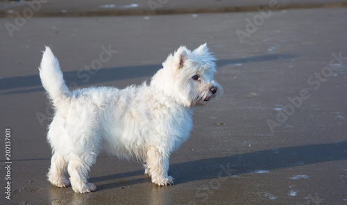 West Highland Terrier standing on a sandy beach