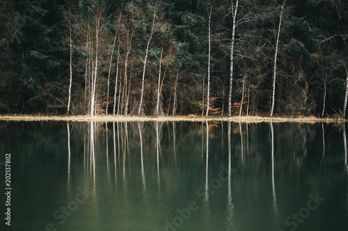 green forest mirrored by th...