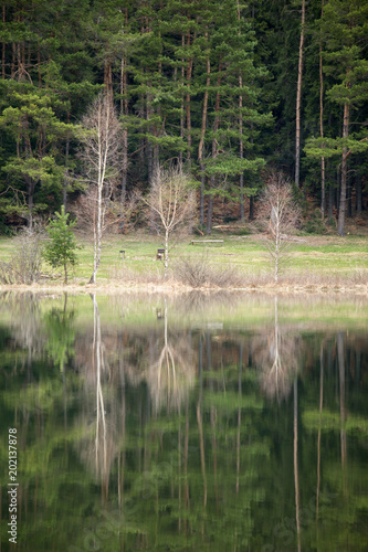 Evergreen coniferous forest...