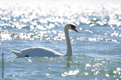  White swan on sea 