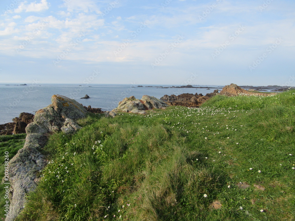 Wildflowers on Guernsey coastline