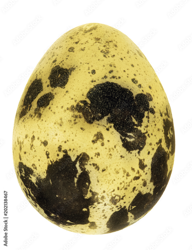 single golden spotted egg on white single golden spotted egg on white