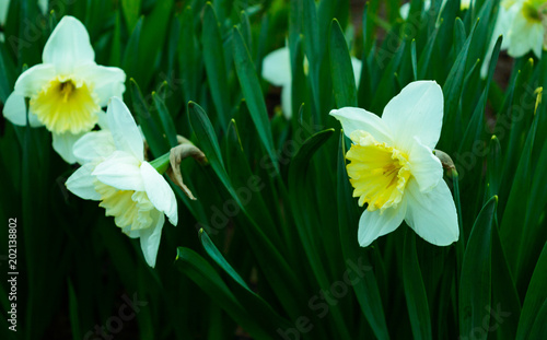 Fototapeta Naklejka Na Ścianę i Meble -  amazing spring flower
