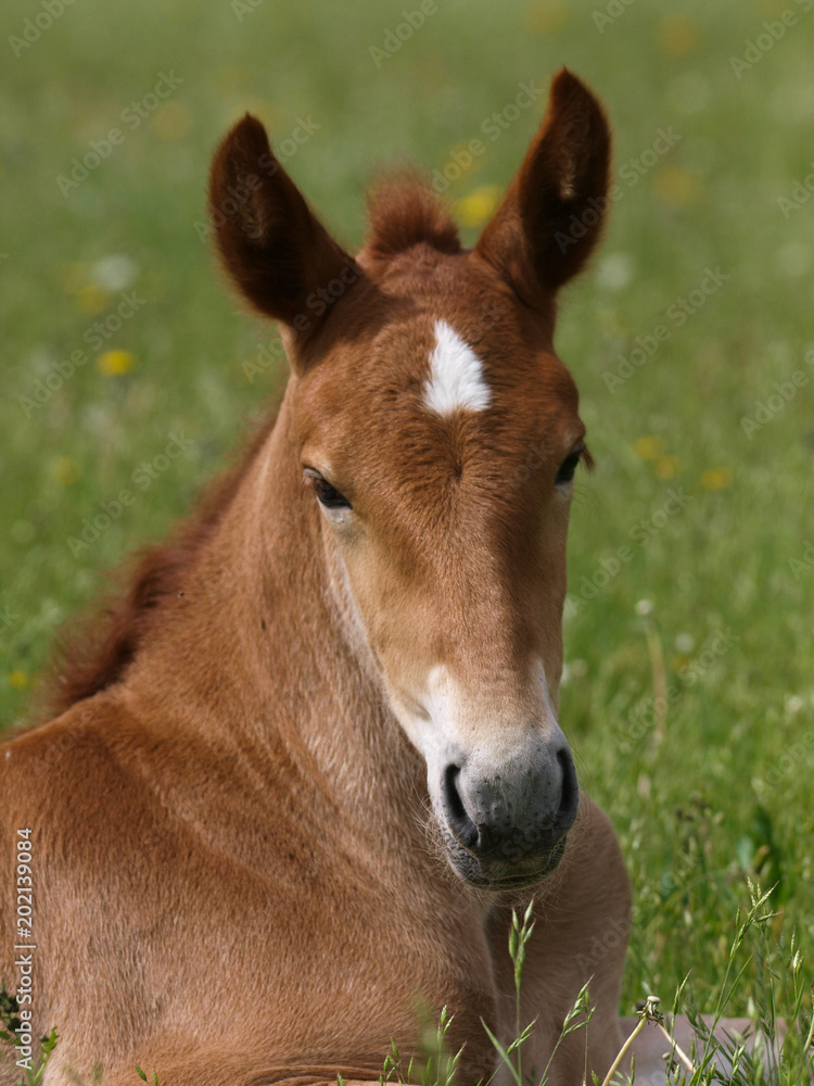 A head shot of a pretty chestnut foal. A head shot of a pretty chestnut foal.