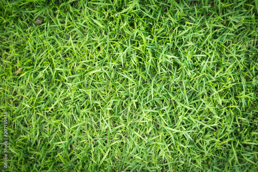Grass field texture for golf course, soccer field or sports background concept design. Natural grass. Grass field texture for golf course, soccer field or sports background concept design. Natural grass.