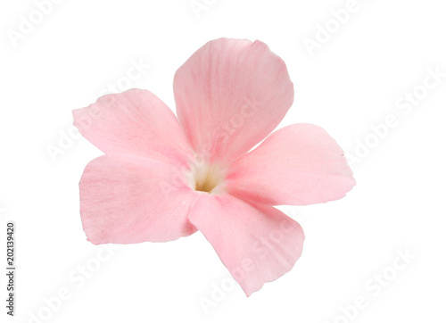 pink phlox flower isolated