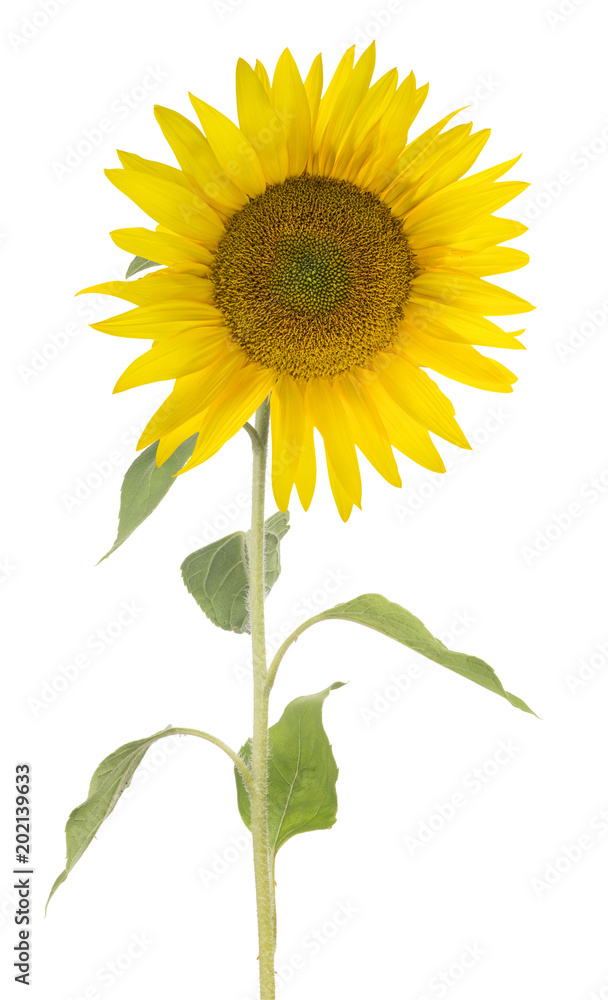 Fototapeta premium large single sunflower on white