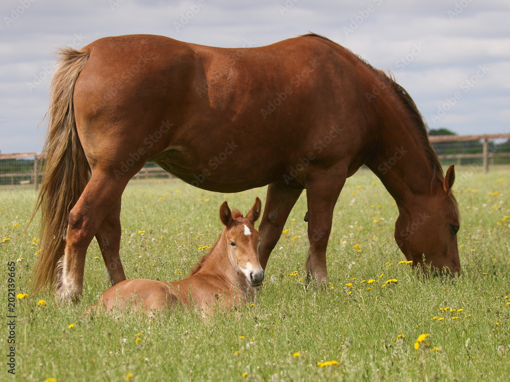 A pretty chestnut mare and her foal in a summer paddock. A pretty chestnut mare and her foal in a summer paddock.
