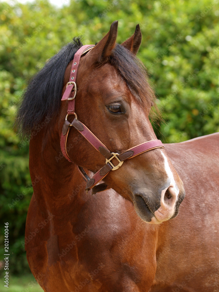 Bay Horse Head Shot Bay Horse Head Shot