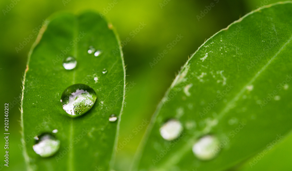 Colorful macro photo of water rain dew drops on a plant with green leaves on a sunny summer day. Ecology, nature, environment, and photography concept Colorful macro photo of water rain dew drops on a plant with green leaves on a sunny summer day. Ecology, nature, environment, and photography concept