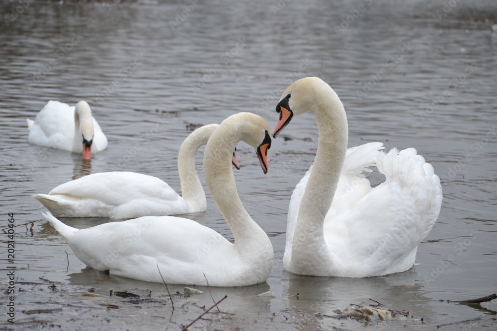 Fototapeta premium Swans on the lake in winter 