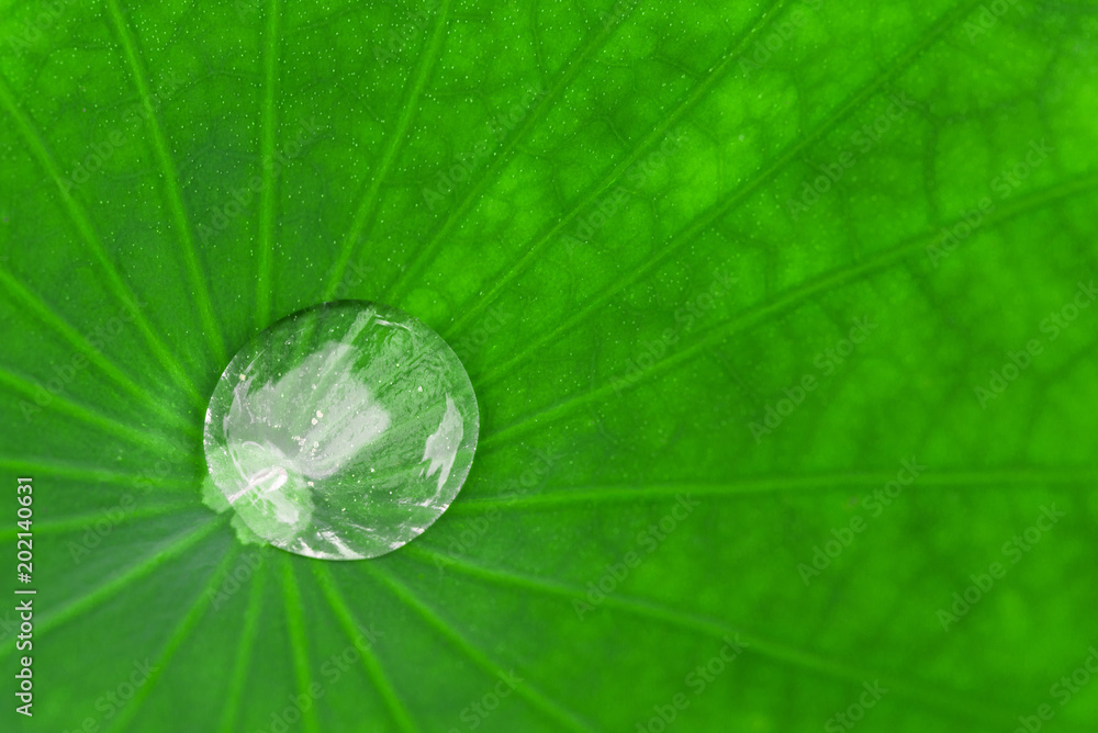 Colorful macro photo of water rain dew drops on a plant with green leaves on a sunny summer day. Ecology, nature, environment, and photography concept Colorful macro photo of water rain dew drops on a plant with green leaves on a sunny summer day. Ecology, nature, environment, and photography concept