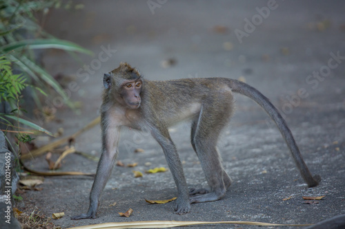 A cute monkey lives in a natural forest of Thailand. photo