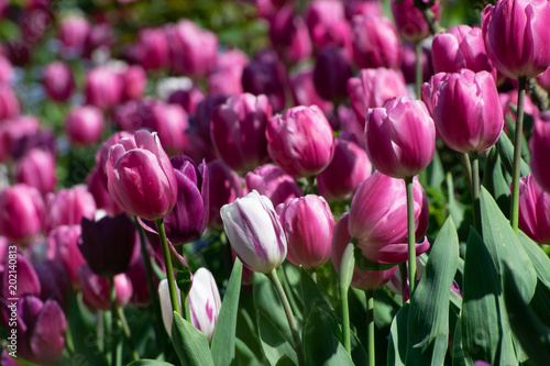 Blooming Tulip