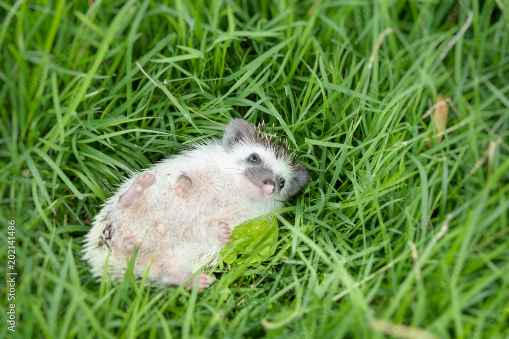 Fototapeta premium cute hedgehog lying in garden