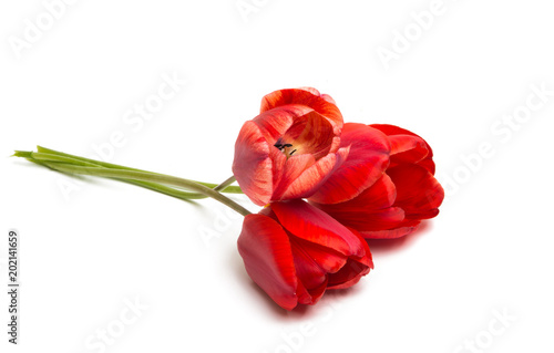 red tulip flower isolated