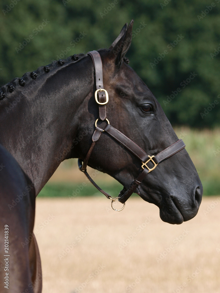 Fototapeta premium Hunter Headshot