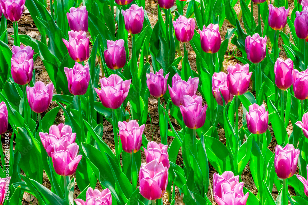 Blooming Tulip Blooming Tulip