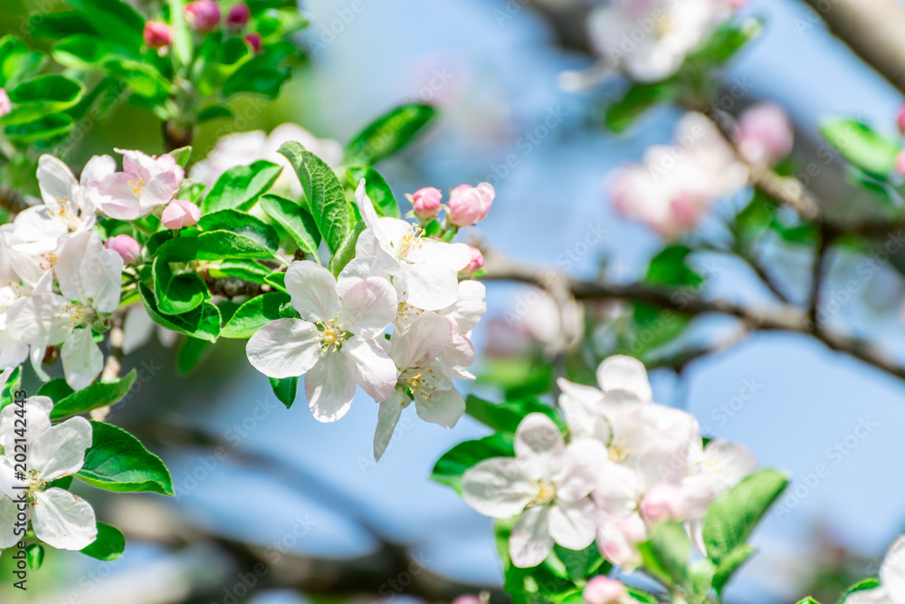 Obraz premium blooming flowers