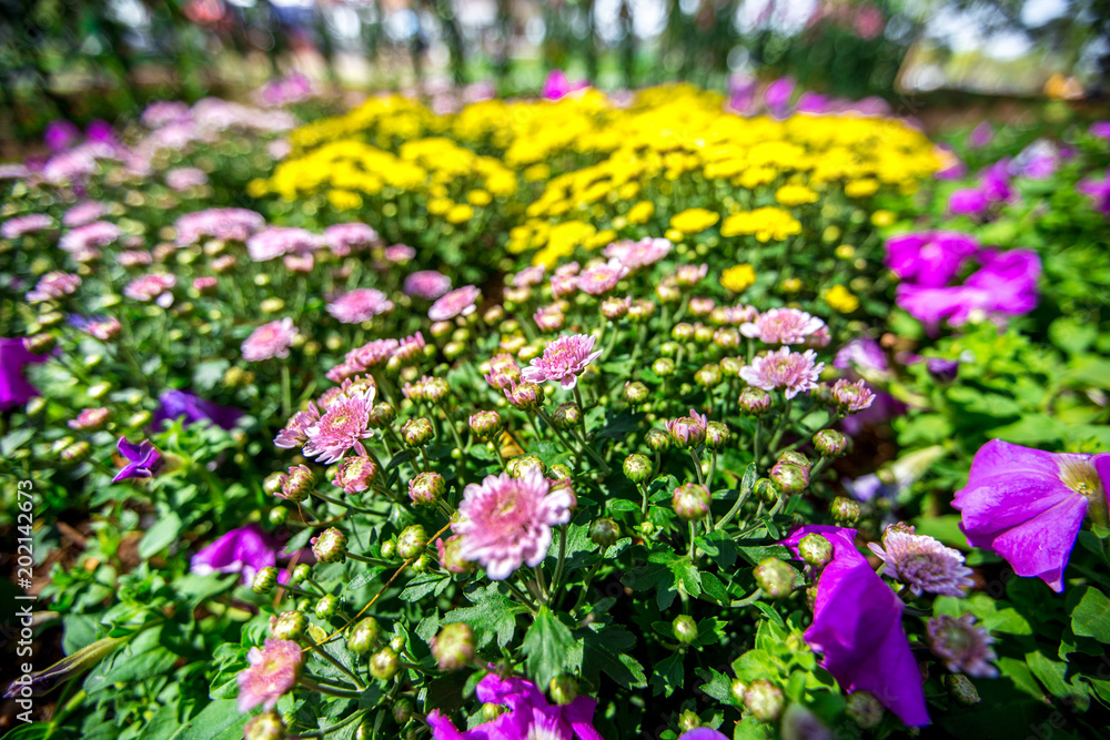 The flowers are large and beautiful people come to see. In khon kaen