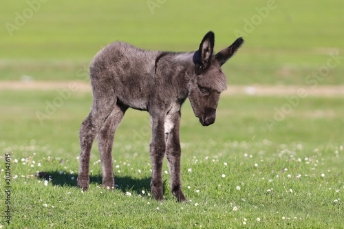 Brown Baby donkey on floral field