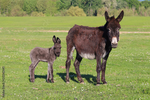 Baby donkey and mother on floral pasture