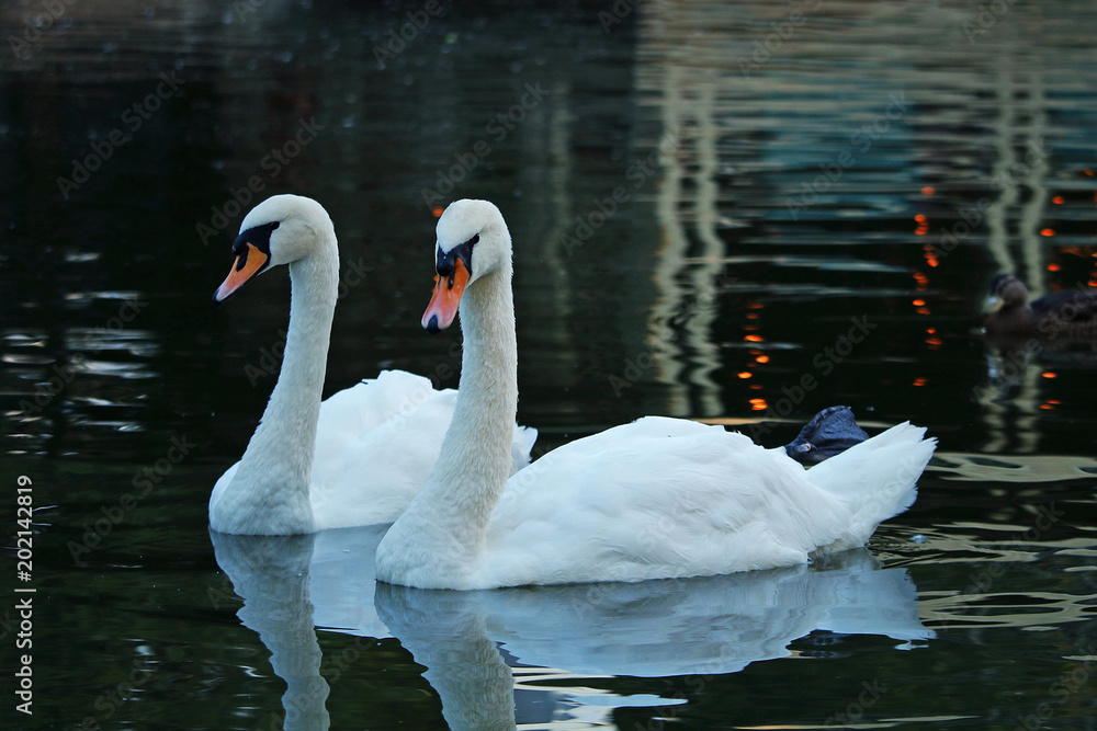 Fototapeta premium A beautiful pair of white swans floating on a pond