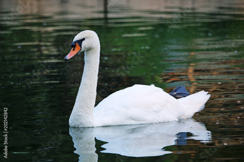 White swan swims along the pond