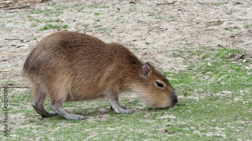 Capybara - Hydrochoerus hydrochaeris eats grass photo