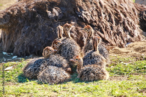 Straussen Babies sonnen sich am frühen Morgen photo