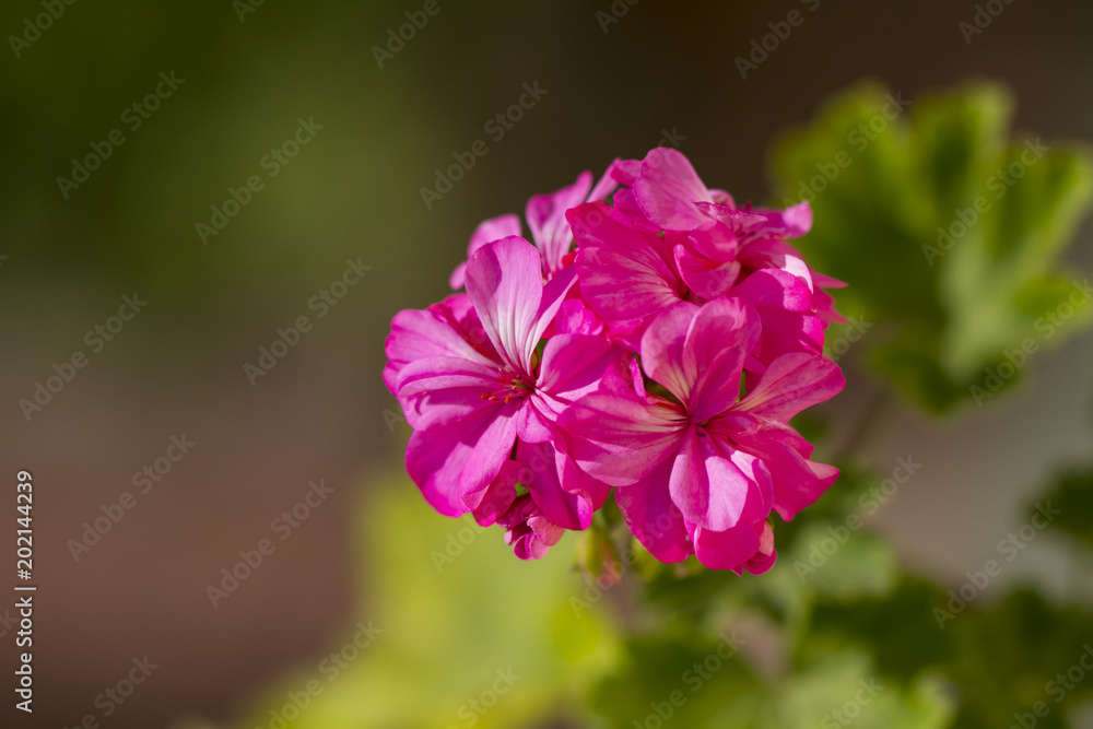 Pink geraniums