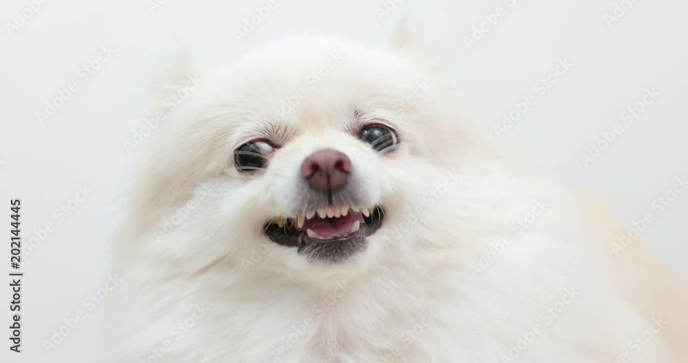 White Pomeranian dog feeling angry White Pomeranian dog feeling angry