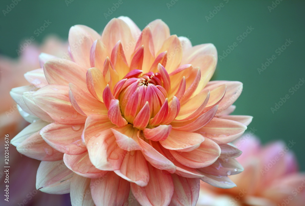 Closeup of a pastel colored dahlia flower  - obrazy, fototapety, plakaty 