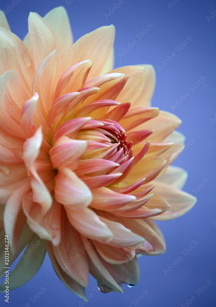 Closeup of a pastel colored dahlia flower on blue background Closeup of a pastel colored dahlia flower on blue background