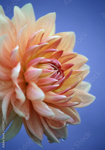 Fototapeta Naklejka Na Ścianę i Meble -  Closeup of a pastel colored dahlia flower on blue background