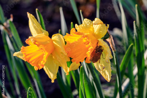 Fototapeta Naklejka Na Ścianę i Meble -  beautiful summer Trumpet daffodils with a Colorado beetle