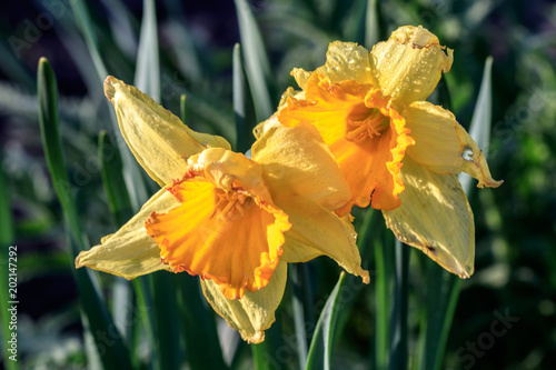 beautiful summer Cyclameniform daffodils - Cyclamineus photo