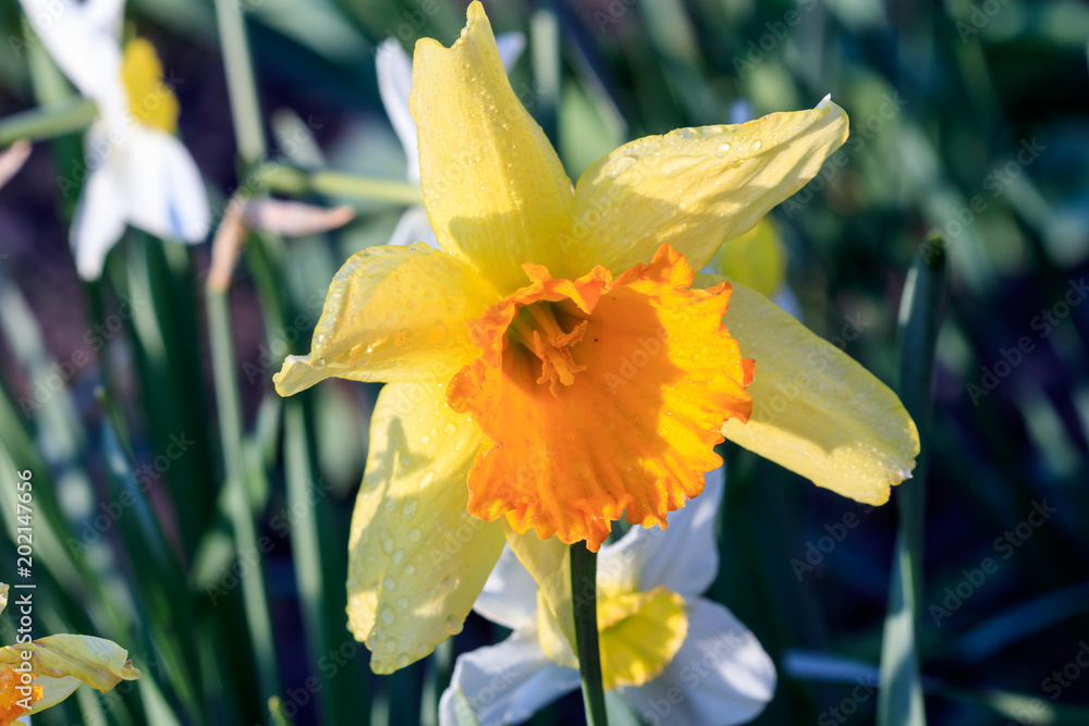 Fototapeta premium beautiful summer Cyclameniform daffodils - Cyclamineus