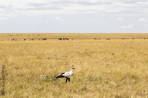Secretary Bird in search of prey. Kenya, Africa