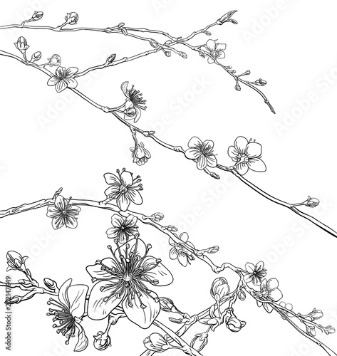 Blossom Cherry Peach Flower...