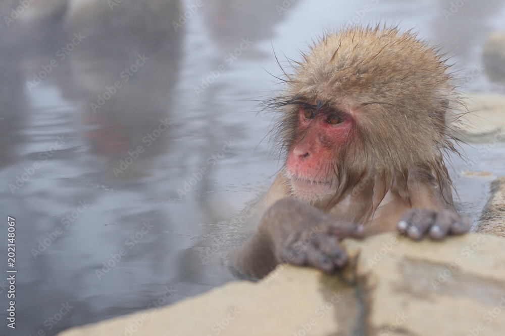 Obraz premium 温泉に入っているニホンザル